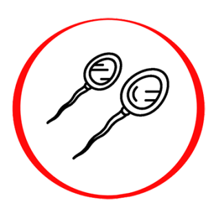 3-ių LPI paletė (Chlamydia trachomatis, Ureaplasma spp., Mycoplasma genitalium) nustatymas šlapime (PGR)