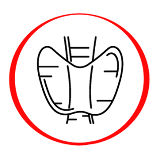 TTH (TSH) | Tirotropinis hormonas TTH (TSH) | Tirotropinis hormonas